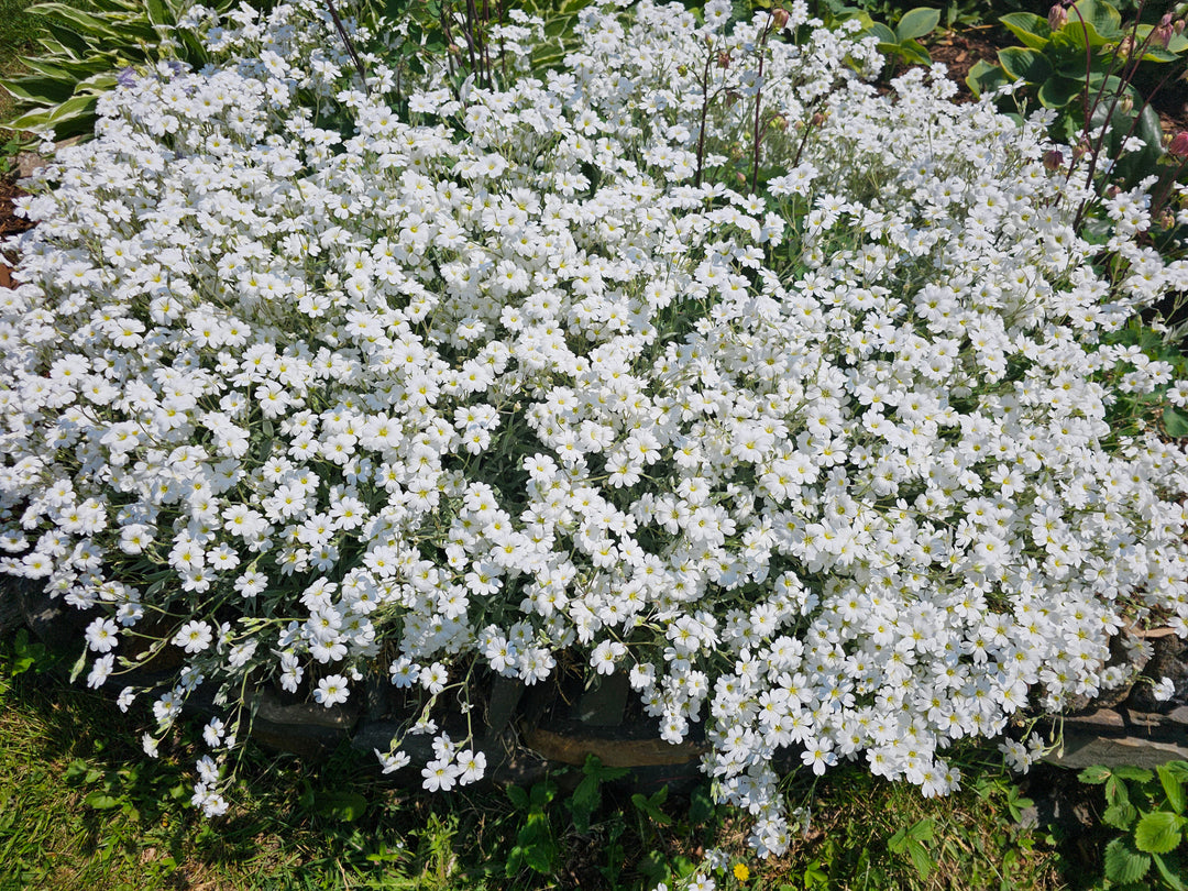Snow in Summer - Flat