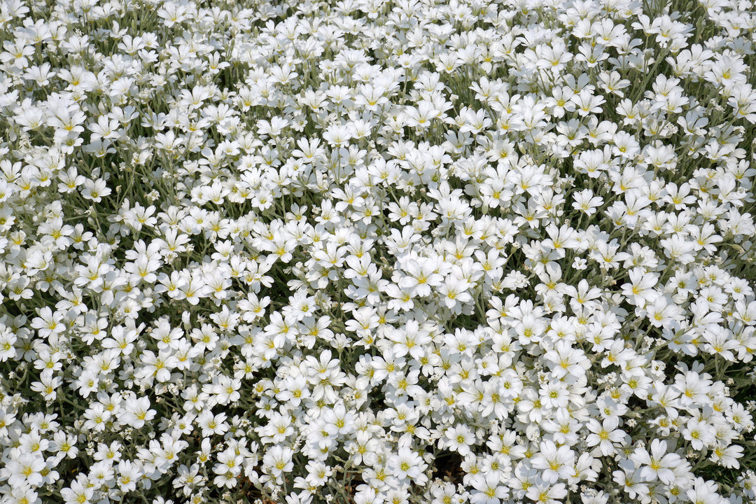 Snow in Summer - Flat