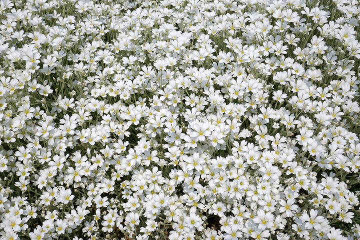 Snow in Summer - Flat