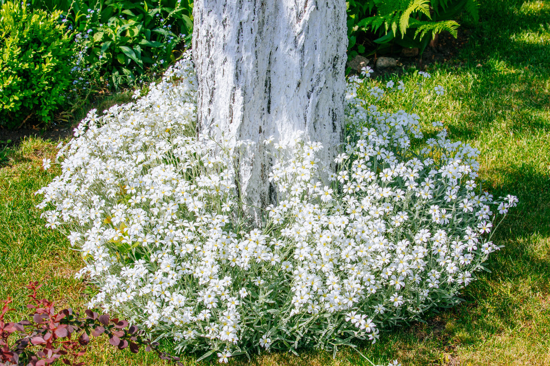 Snow in Summer - Flat