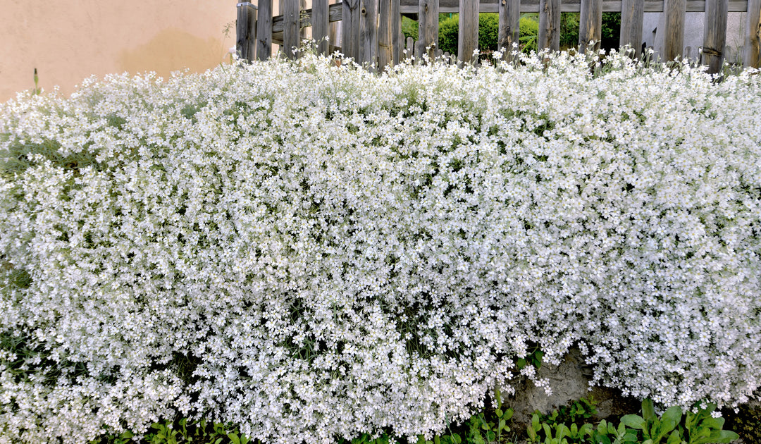 Snow in Summer - Flat