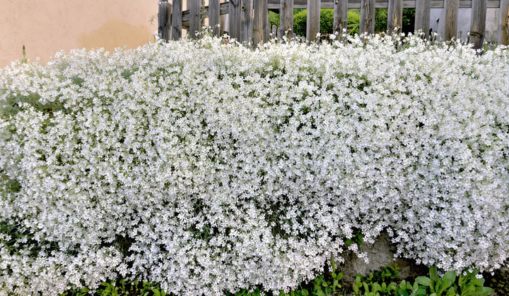 Snow in Summer - Flat