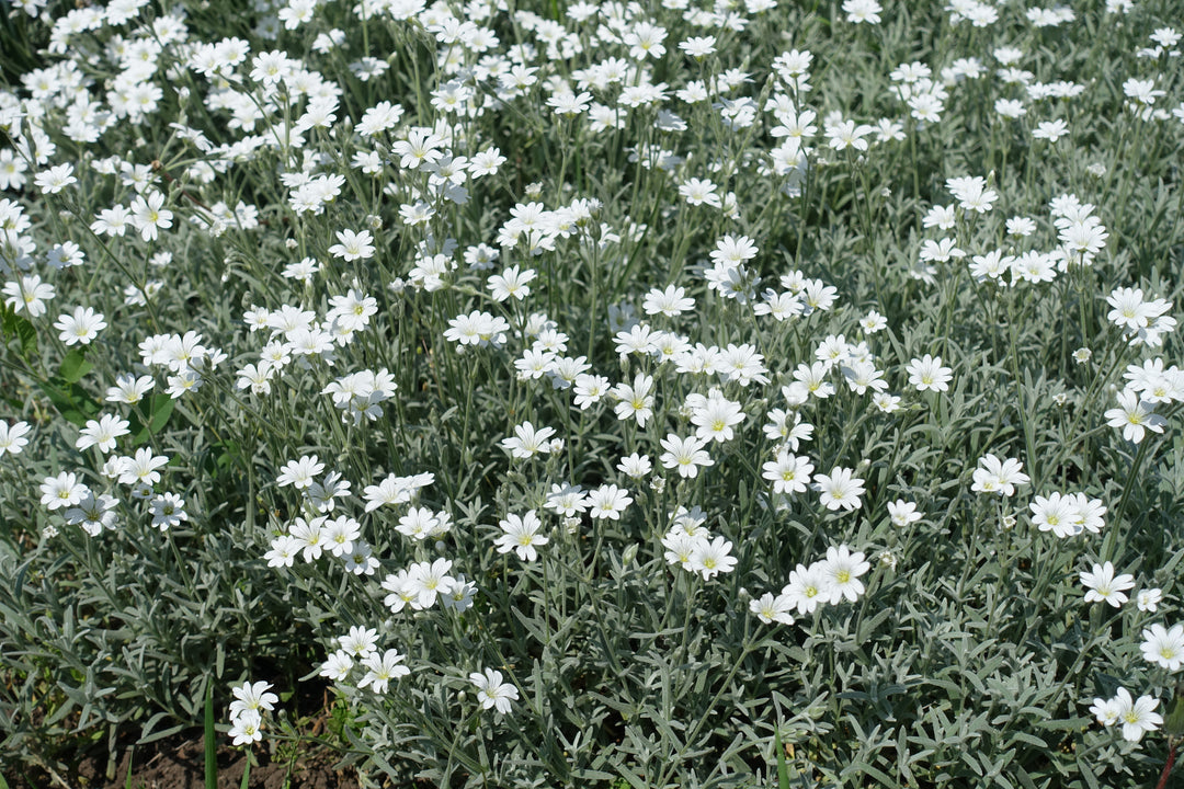 Snow in Summer - Flat
