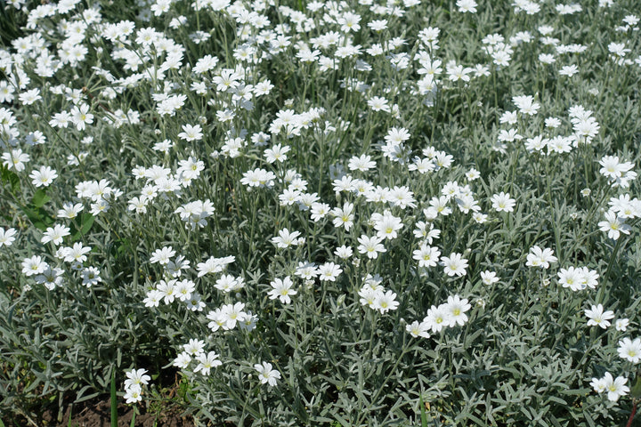 Snow in Summer - Flat