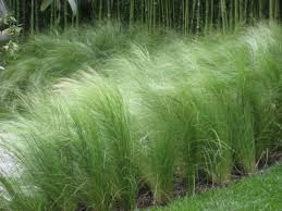 Mexican Feather Grass - 1 Gallon