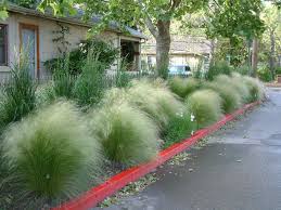 Mexican Feather Grass - 1 Gallon
