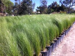 Mexican Feather Grass - 1 Gallon