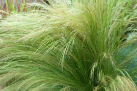 Mexican Feather Grass - 1 Gallon