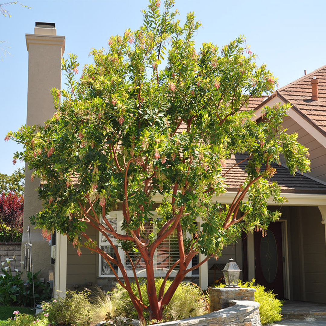 Strawberry Tree "Arbutus Marina" Multi Trunk - 24" Box 