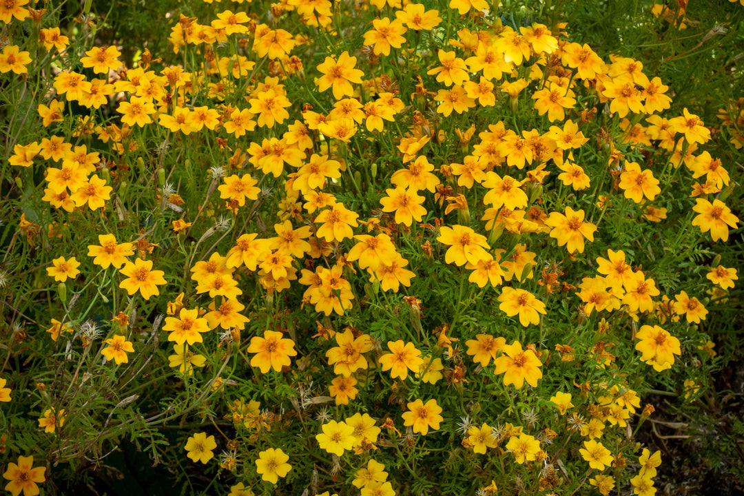 Mexican Marigold - 5 Gallon