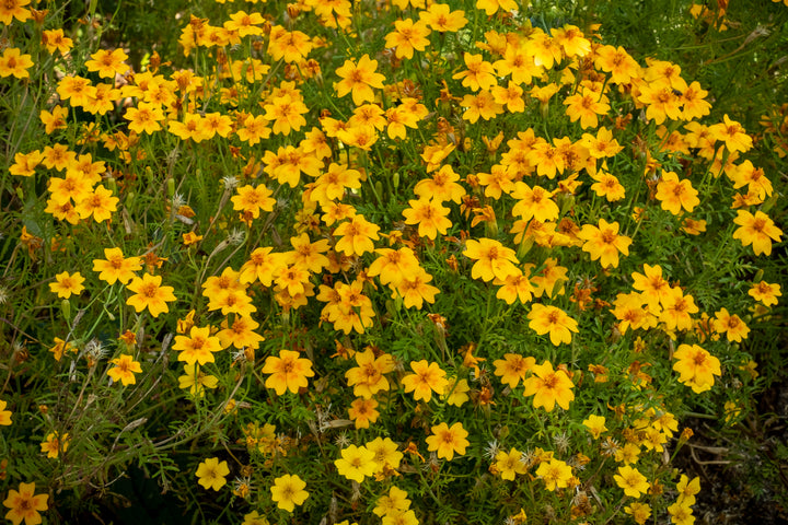 Mexican Marigold - 5 Gallon