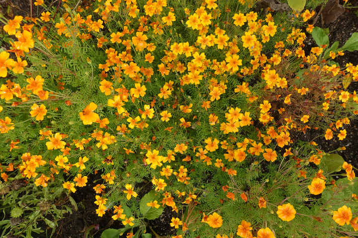 Mexican Marigold - 5 Gallon