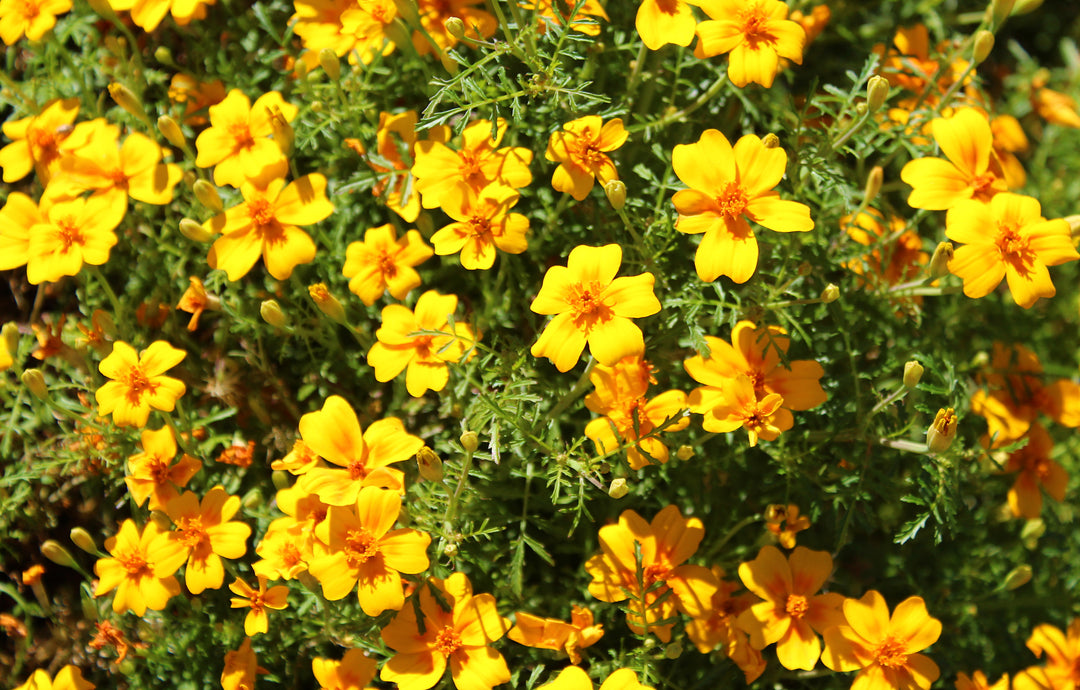 Mexican Marigold - 5 Gallon
