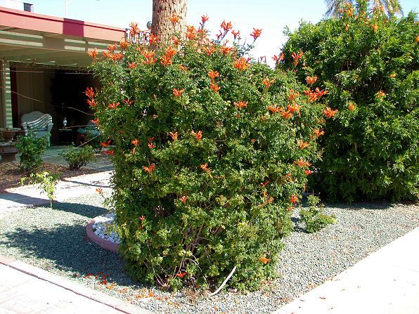 Cape Honeysuckle Orange (Tecoma Capensis) - 5 Gallon Bush