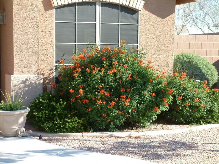 Cape Honeysuckle Orange (Tecoma Capensis) - 5 Gallon Bush