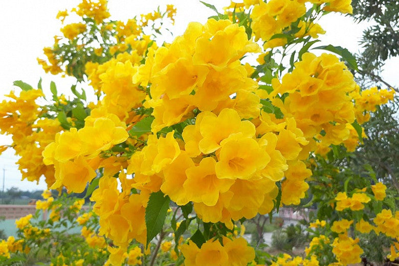 Tecoma Stans Yellow Trumpet Flower (Vine Type) - 15 Gallon