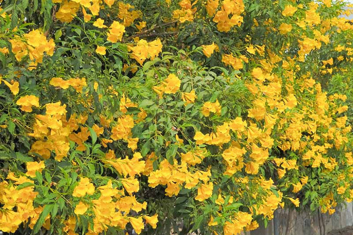 Tecoma Stans Yellow Trumpet Flower (Vine Type) - 15 Gallon