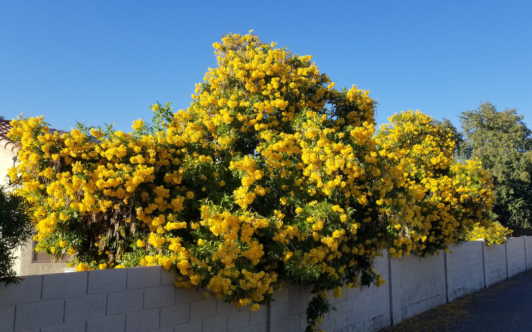 Tecoma Stans Yellow Trumpet Flower (Vine Type) - 15 Gallon