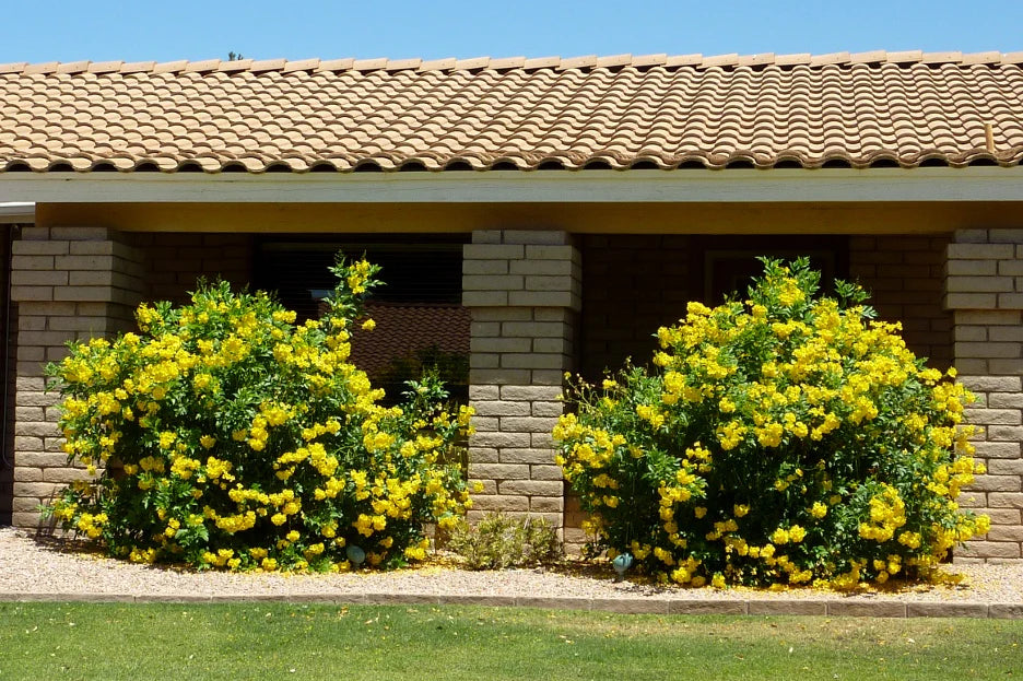 Tecoma Stans Yellow Trumpet Flower (Vine Type) - 15 Gallon