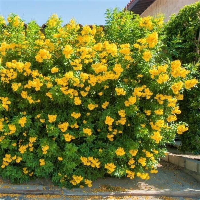 Tecoma Stans Yellow Trumpet Flower (Vine Type) - 15 Gallon