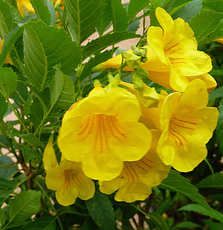 Tecoma Stans Yellow Trumpet Flower (Vine Type) - 15 Gallon