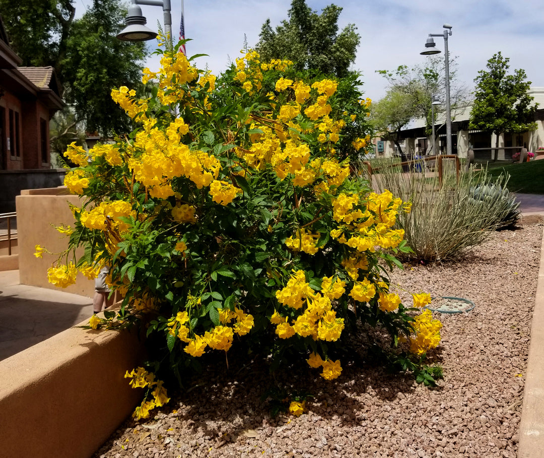 Tecoma Stans Yellow Bells Dwarf - 5 Gallon Bush