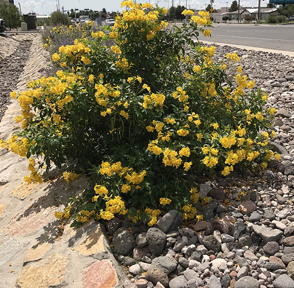 Tecoma Stans Yellow Bells Dwarf - 5 Gallon Bush