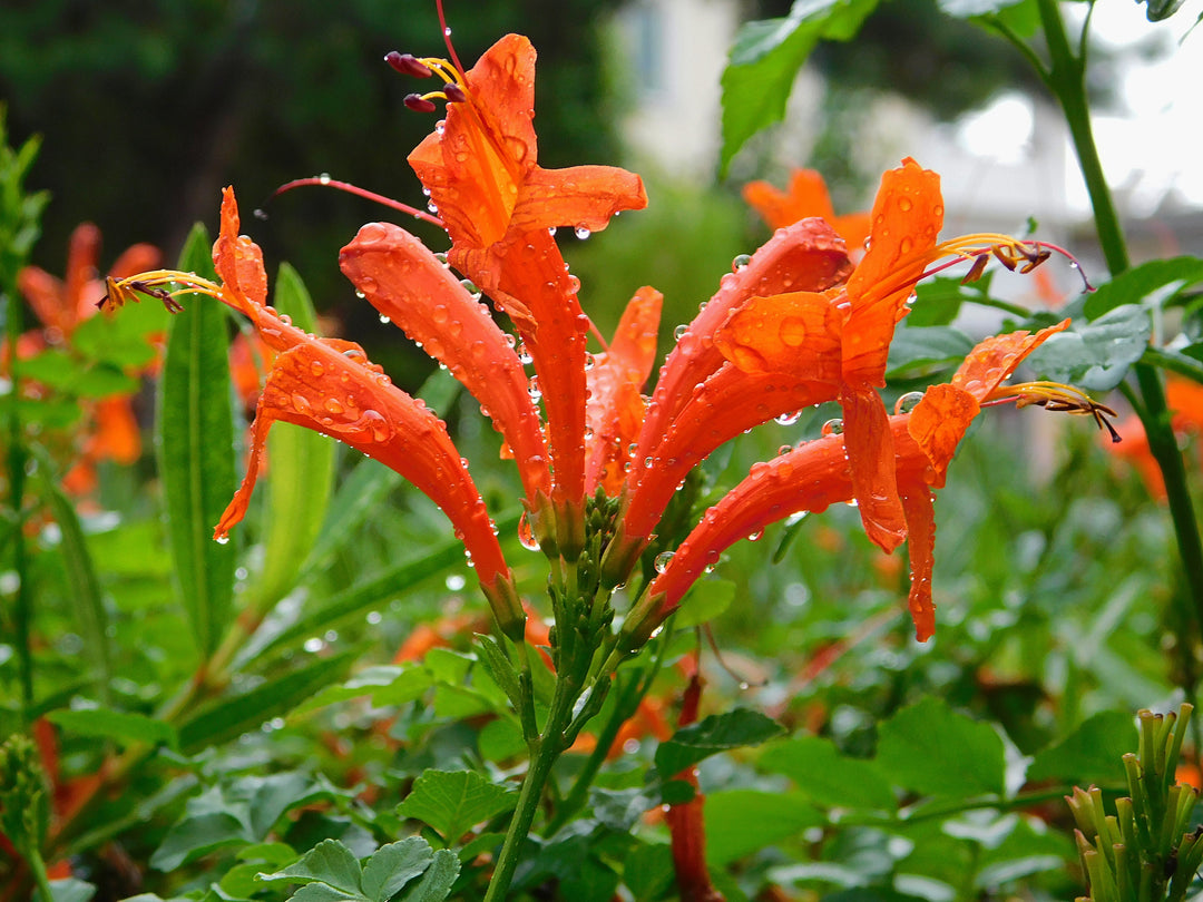 Tecomaria capensis (Tecoma c.) Cape Honeysuckle