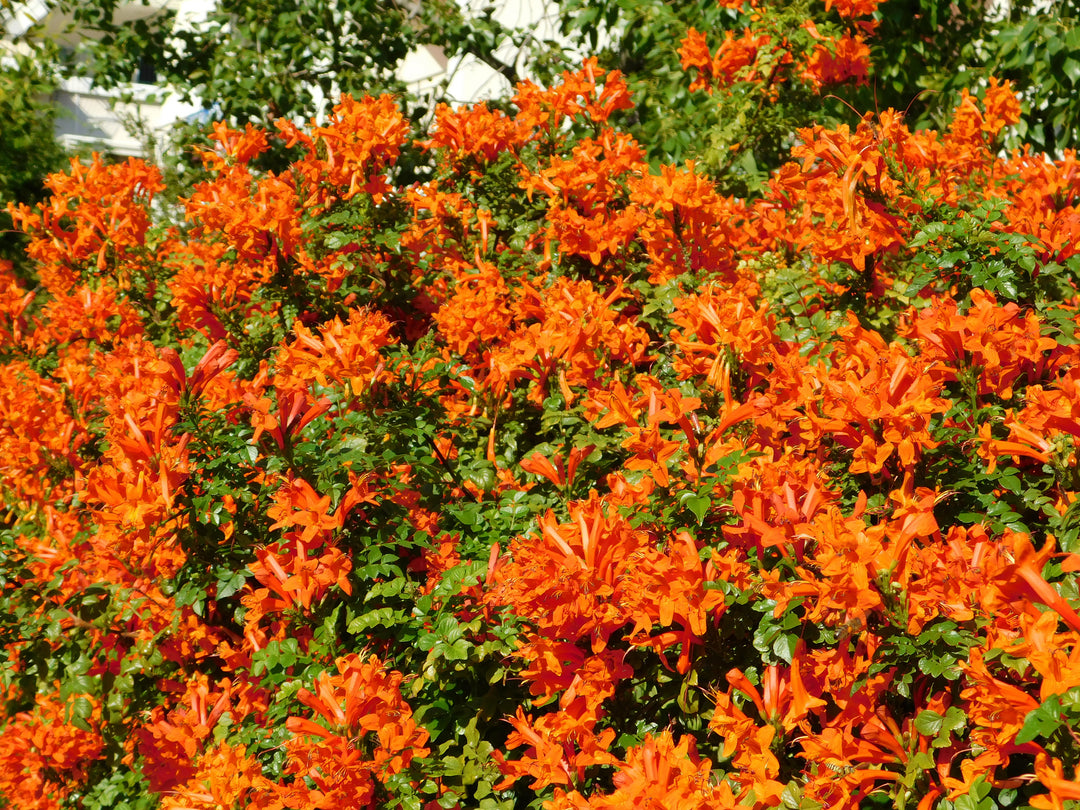 Tecomaria capensis (Tecoma c.) Cape Honeysuckle