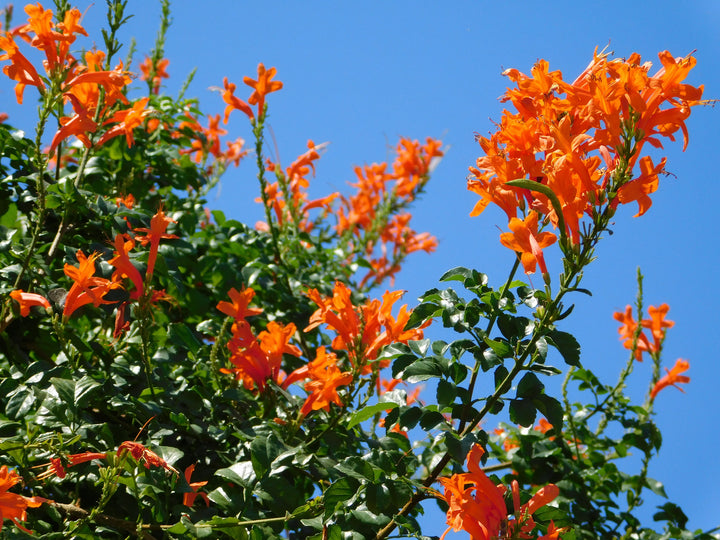 Tecomaria capensis (Tecoma c.) Cape Honeysuckle