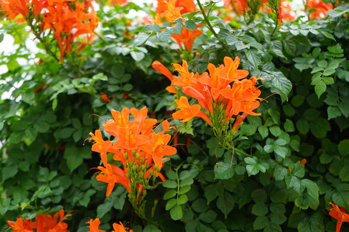 Tecomaria capensis (Tecoma c.) Cape Honeysuckle