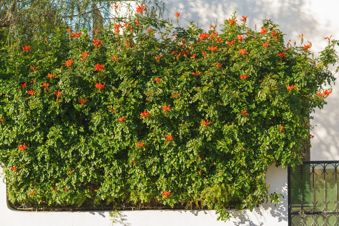 Tecomaria capensis (Tecoma c.) Cape Honeysuckle