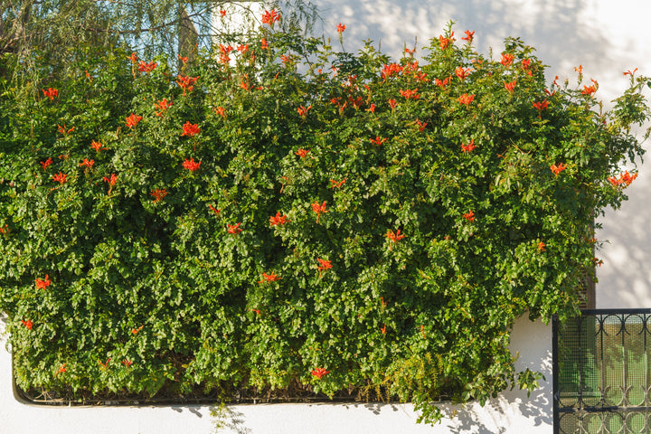 Tecomaria capensis (Tecoma c.) Cape Honeysuckle