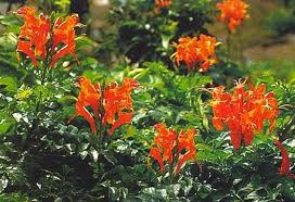 Tecomaria capensis (Tecoma c.) Cape Honeysuckle - 15 Gallon