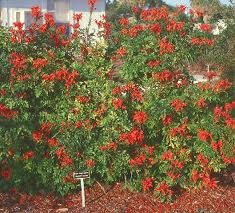 Tecomaria capensis (Tecoma c.) Cape Honeysuckle - 15 Gallon