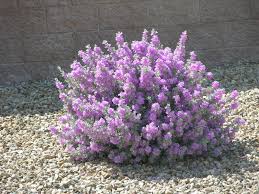 Leucophyllum Frutescens Texas Ranger, Silverleaf - 5 Gallon
