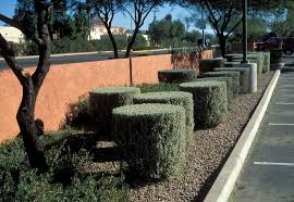 Leucophyllum Frutescens Texas Ranger, Silverleaf - 5 Gallon