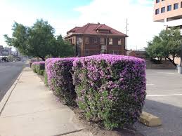 Leucophyllum Frutescens Texas Ranger, Silverleaf - 15 Gallon