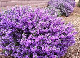 Leucophyllum Frutescens Texas Ranger, Silverleaf - 5 Gallon