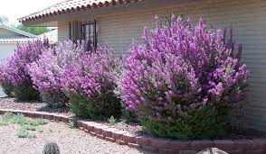 Leucophyllum Frutescens Texas Ranger, Silverleaf - 15 Gallon