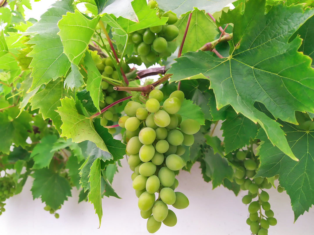 Thompson Green Seedless Table Grape Vine - 5 Gallon