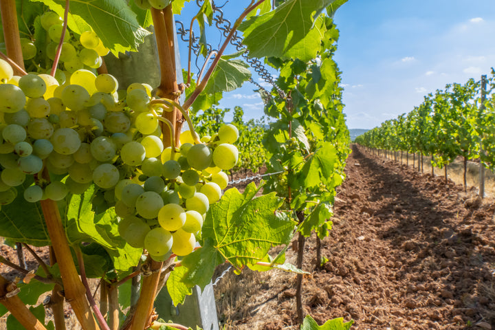 Thompson Green Seedless Table Grape Vine - 5 Gallon