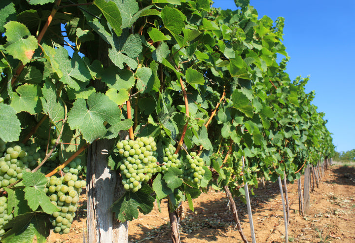 Thompson Green Seedless Table Grape Vine - 5 Gallon