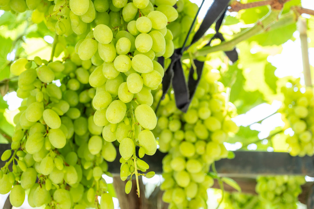 Thompson Green Seedless Table Grape Vine - 5 Gallon