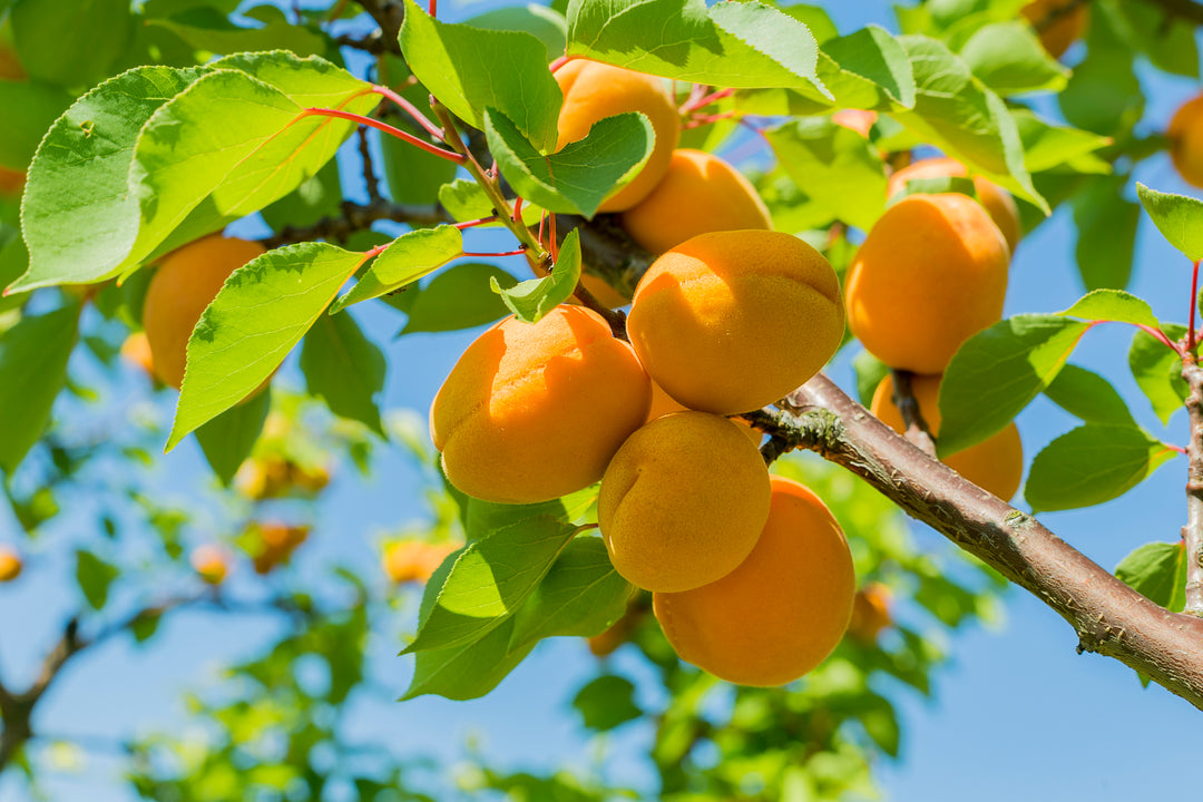 Tilton Apricot Tree - 15 Gallon