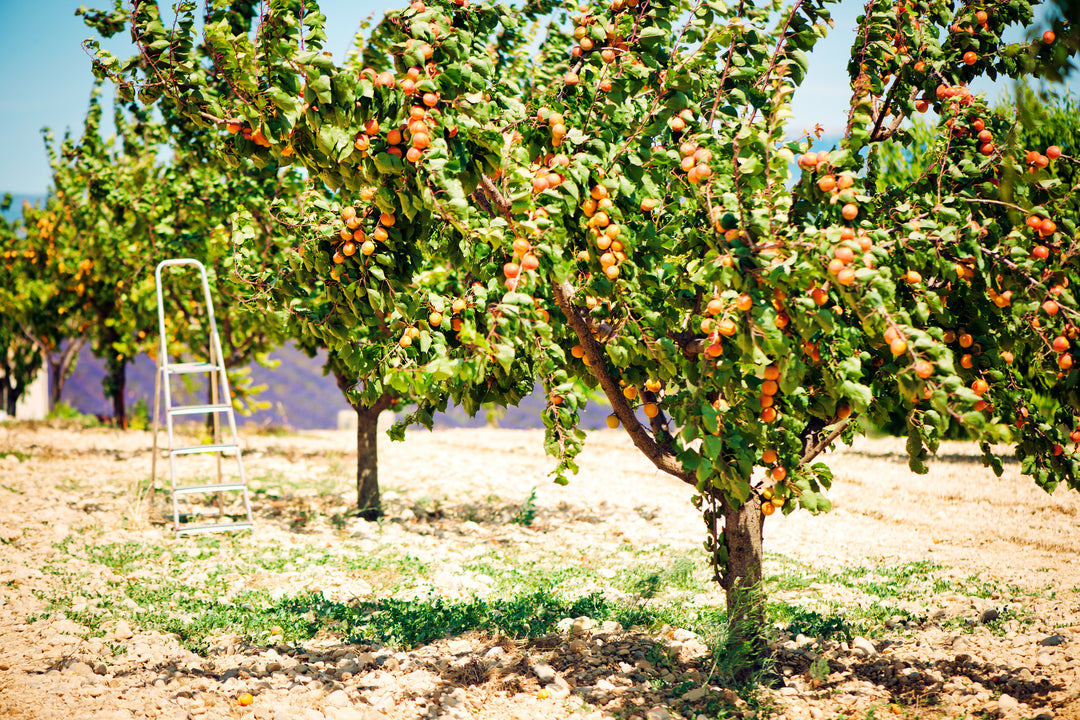Tilton Apricot Tree - 15 Gallon