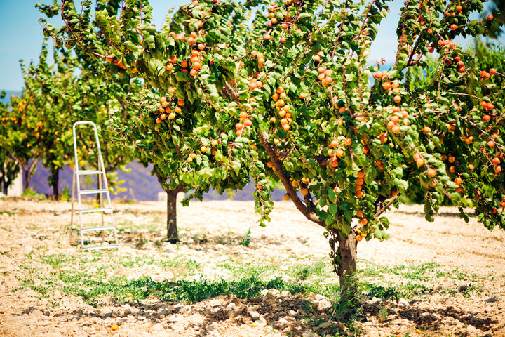 Tilton Apricot Tree - 15 Gallon