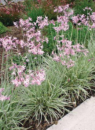 Tulbaghia violacea 'Silver Lace' variegated garlic - 1 Gallon