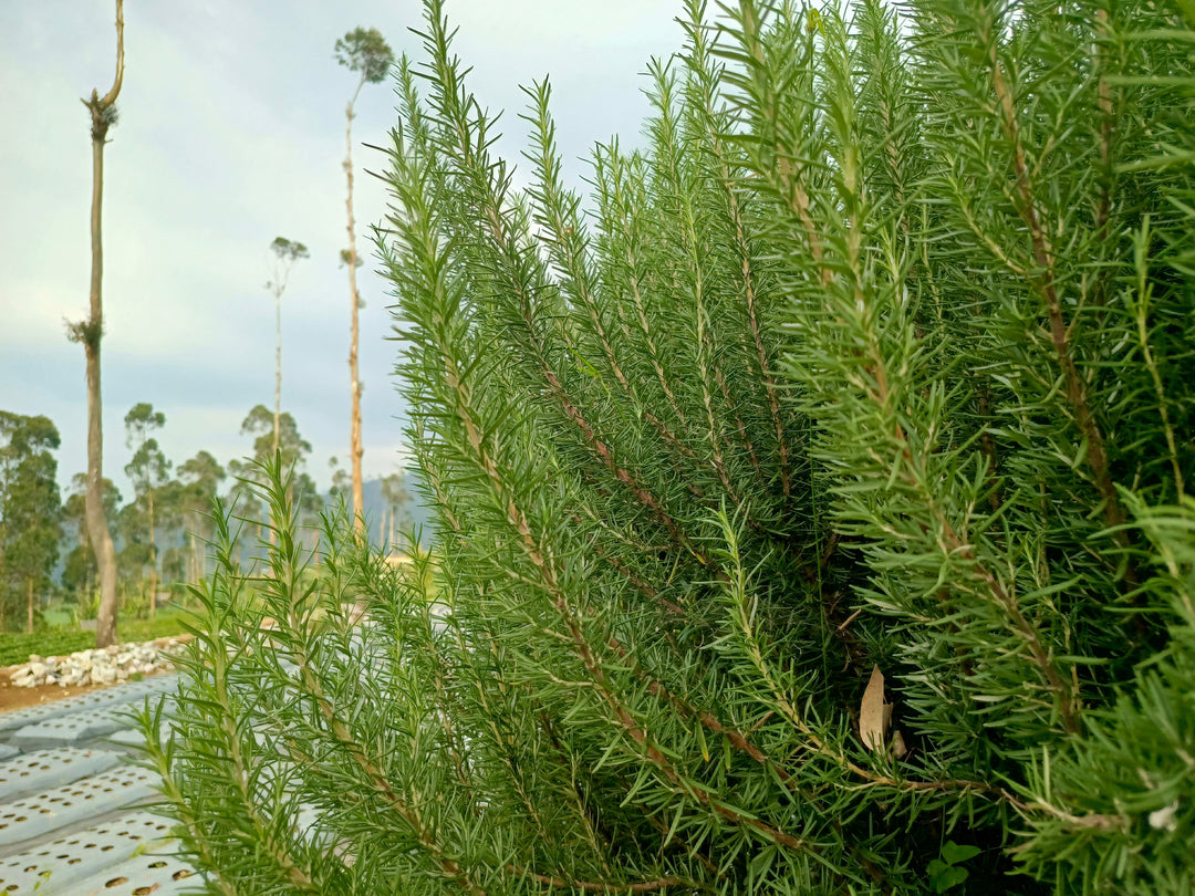 Tuscan Blue Upright Rosemary - 5 Gallon