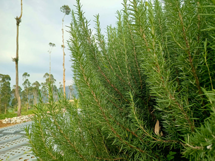 Tuscan Blue Upright Rosemary - 5 Gallon